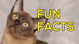 Fun Facts About Burmese Cats