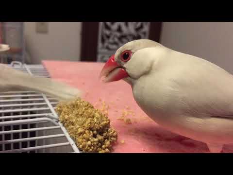 【シルバー文鳥】百と双葉の日常7 2羽の大好物