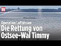 🔴 OSTSEE-WAL: Jetzt soll Timmy mit Luftkissen gerettet werden | BILD LIVE