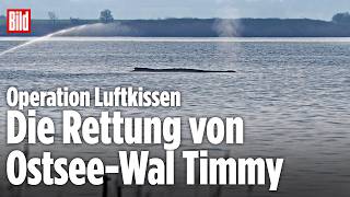 🔴 OSTSEE-WAL: Jetzt soll Timmy mit Luftkissen gerettet werden | BILD LIVE