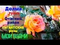 МОИ БУДНИ / Розы / Аксарай /Домашнее Задание / Долма