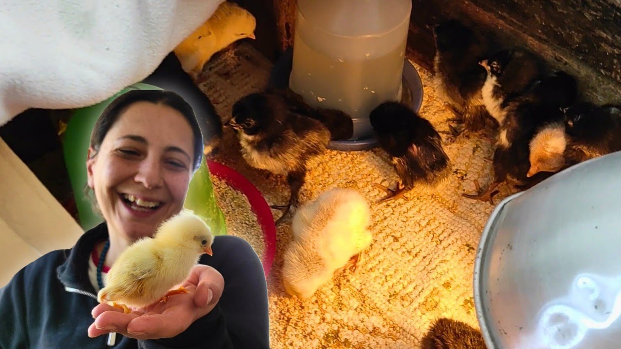 CİVCİVLERİMİZ ÇIKTI! Bir Sürü Civcimiz Oldu