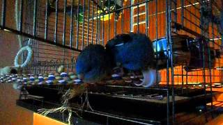 SAM_1276.AVI