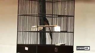 LOMBA KICAU MANIA DI LUAR NEGERI [ SANGKAR EBOD JAYA ]