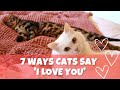 7 Ways Cats Say &#39;I Love You&#39;