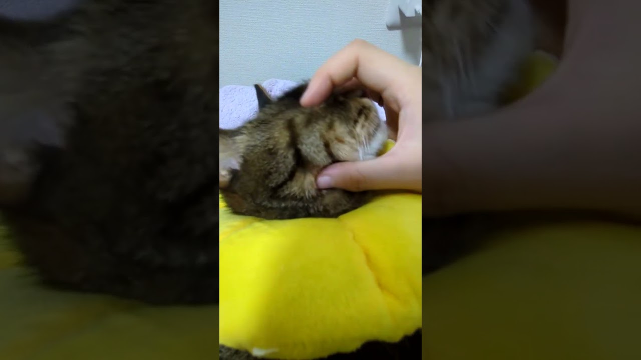 どーにゃつをモミモミする 