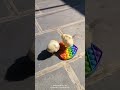 my chicken playing with poppet #myanimal #cute #mypetchicken #funny #animallove #pets