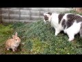 【はじめましての猫とうさぎ　何年も同居して初めての対面 】Rabbit and cat nice to meet you