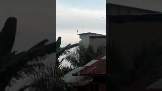 RAJA LIUR REVIS VS TARIK SENJA on 2 bln.(kiriman dr binaan)
