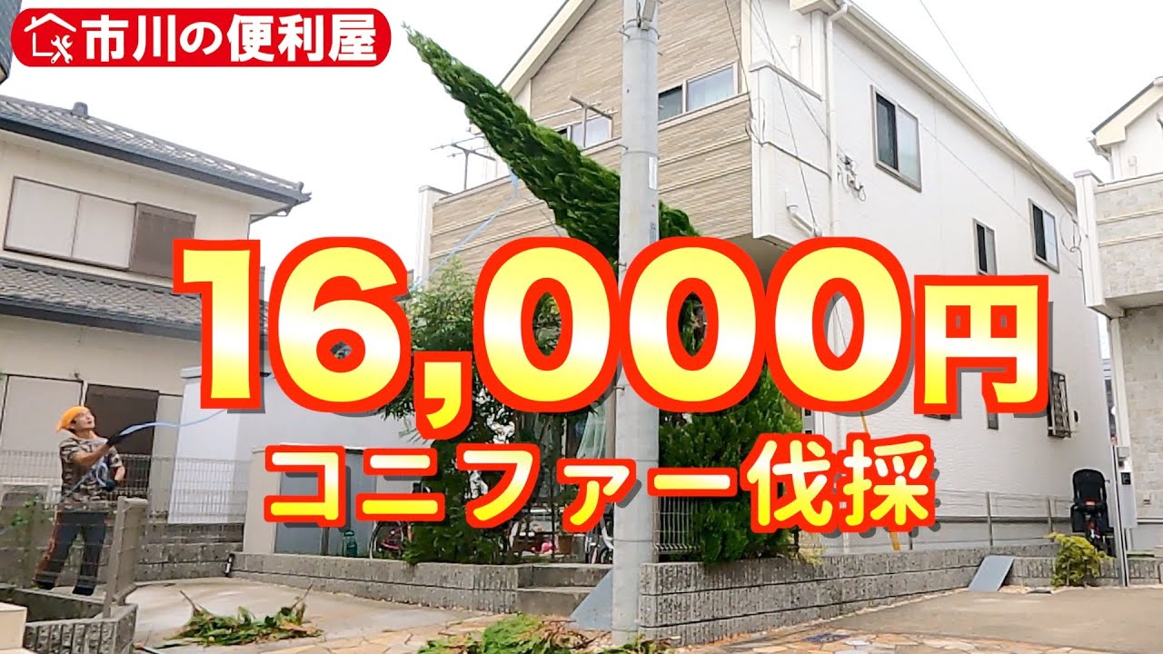 コニファー伐採【庭木切断、枝葉袋詰め、幹束ね作業】16000円🌟２０倍速ダイジェスト！出張エリア：市川、船橋、鎌ケ谷、松戸、千葉、墨田、江戸川、葛飾、江東、千代田、中央、台東、港区、中野、杉並、品川