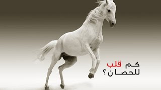 كم قلب للخيل؟ من أقوى ذاكرة الحصان ام الفيل؟ تعرف على مزاج الخيل من أذنيه؟ سرعة الخيل القصوى!!