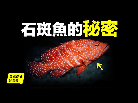 石斑魚：吞鯊魚、會變色、會用毒、能變性，看上去人畜無害的美味石斑魚，在海洋裡到底有多生猛……|自說自話的總裁