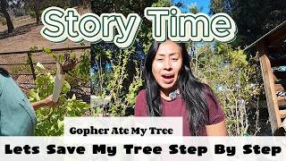 Let's Save my Tree! Gophers are Most of the Roots! Let's Chat!