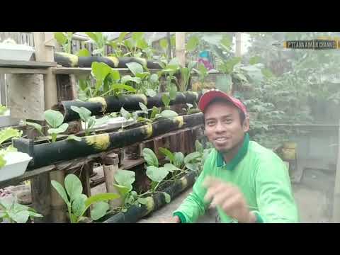 Video: Menanam Stonecrops: Ketahui Lebih Lanjut Tentang Stonecrop Perennials