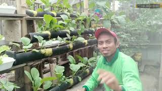 Taman Sayur Dari Bambu Membuat Pot Bambu Untuk Menanam Sawi Atau Budidaya Sawi Organik Media Bambu