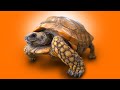 80 year old tortoise rescued from basement  more