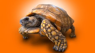 80 Year Old Tortoise Rescued from Basement! + more