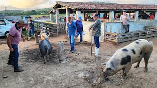 SUÍNO DE R$ 6,00 O Kg. EM CAPOEIRAS, ALÉM DE CAPRINOS E OVINOS  170524 #nordeste