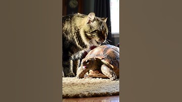 Fluffy Cat Gently Licks Turtle Shell | What Happens Next Will Surprise You! #funnyanimals