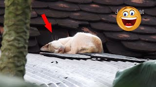 OMG!! The deep cat sleeping very well on a high roof #cat #cats #catsleeping by Joyful Cat 1 view 1 year ago 7 minutes, 29 seconds