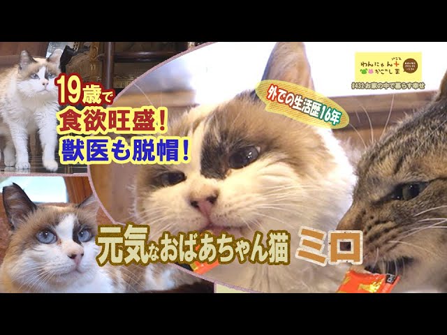 Wan-Nyan Plus Kagoshima♪】The Powerful Grandma Cat Who Lived
