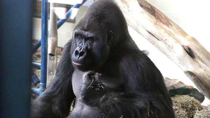 Juno the Beluga, Zola the Gorilla, More Musical Mammals: Watch Video