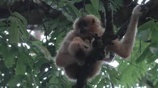 Lighting Isn&#39;t Great, But I Like This Video of a Southern Yellow-Cheeked Gibbon and Her Baby.