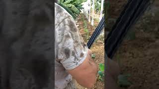 ALANYA  MUZ  EKİMİ  NASIL %45 DAHA FAZLA KÂR  VE  FAYDALARI