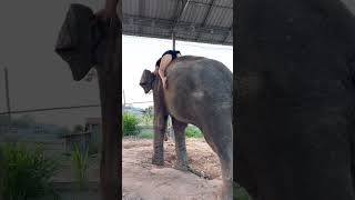 นอนบนหลัง มหาเฮง Sleeping On Maha Heng's Back #มาแรง #ช้างแสนรู้ #Elephant #ผู้ติดตาม