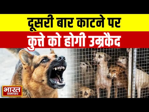 UP News : दूसरी बार काटने पर कुत्ते को होगी उम्रकैद, यूपी में अब नहीं चलेगी डॉग्स की आवारागर्दी