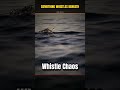 Ocean Whistle