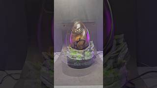 prototype #dofus Ébène taille reel