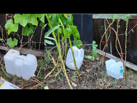 Simple Container Drip Recycle Plastic containers - Easy DIY Drip Irrigation - YouTube