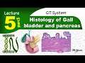 5eHistology of Pancreas GIT mp3