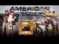 American Bully XL (Bambu Kennels-Los verdaderos XL)