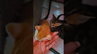 Muffins Baby Kittens learning how to walk and playing so adorable still very young💕💞 by Lioness and Lambie and More 2 views 3 weeks ago 6 minutes, 44 seconds