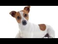 Dog Training Tips: How to train a jack russell puppy Dog Training Tips: How to train a jack russell puppy