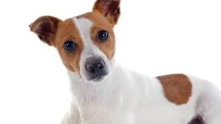 Dog Training Tips How To Train A Jack Russell Puppy