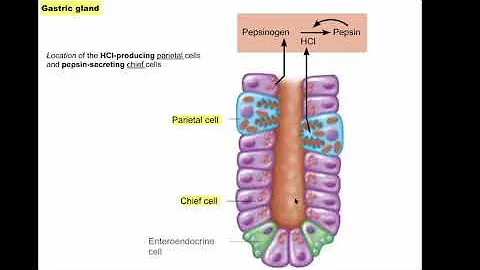 Lecture 20.05 Digestive overview