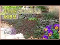 【ガーデンvlog】シェードガーデン向き宿根草|春の花壇作り