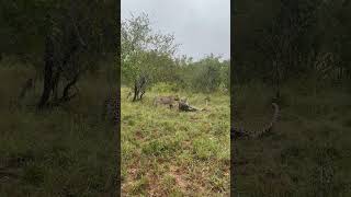 Leopards Engage in Territorial Dispute While Pinning a Warthog