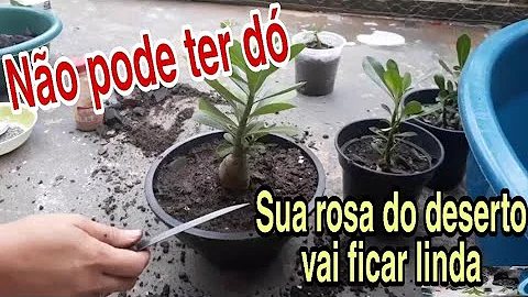 Qual a melhor época para transplantar rosa do deserto?