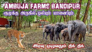 😱 Terrifying Night Stay Close to the Tiger Territory 🐅 | Ambuja Farms Bandipur | Jolly Trip