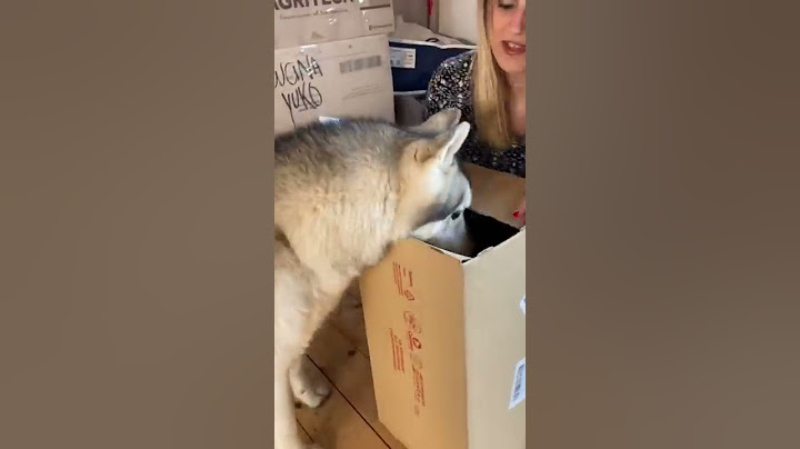PRANK al mio CANE: abbiamo preso un CUCCIOLO?🤭😍😱 #prank #scherzo #dogprank #cane #dog