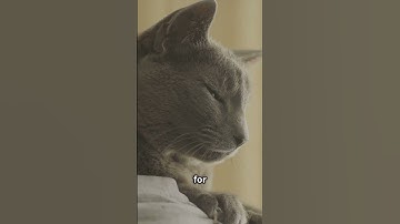The Truth Behind the Cat Slow Blink