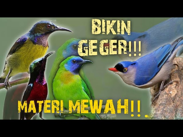 BIKIN GEGER !!! MASTERAN MATERI MEWAH !!! KOLIBRI KELAPA - KOLIBRI NINJA - CUCAK KINOY - RAMBATAN !! class=