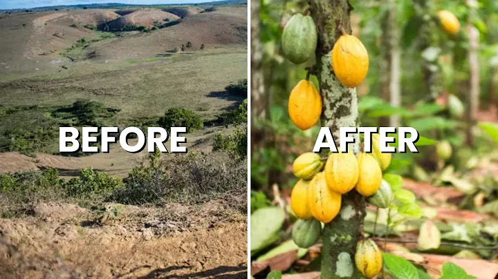 Food Forest Success: The 5 Key Principles of Syntropic Agriculture