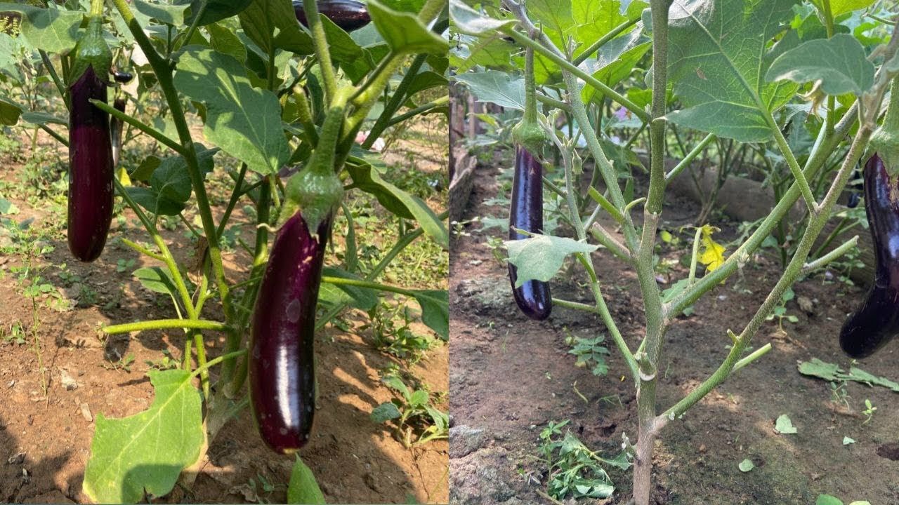 How to grow Eggplant at home easy 
