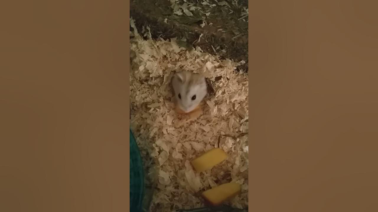 Lecker Obst für den zwerghamster - Maxres2