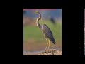 Purple Heron